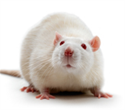 动物实验服务是生物科研中的一种重要工作方式